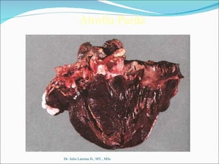 Dr. Julio Larenas H., MV., MSc Atrofia Parda 