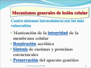 Dr. Julio Larenas H. MV, MSc Mecanismos generales de lesión celular 