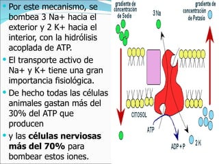 Por este mecanismo, se bombea 3 Na+ hacia el exterior y 2 K+ hacia el interior, con la hidrólisis acoplada de ATP.  El transporte activo de Na+ y K+ tiene una gran importancia fisiológica.  De hecho todas las células animales gastan más del 30% del ATP que producen  y las  células nerviosas más del 70%  para bombear estos iones.  
