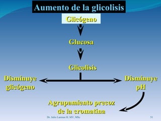 Aumento de la glicolisis Glicógeno Glucosa Glicolisis Disminuye glicógeno Disminuye pH Agrupamiento precoz de la cromatina Dr. Julio Larenas H. MV, MSc 