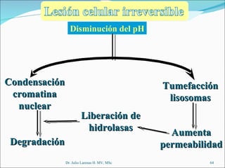 Disminución del pH Condensacióncromatina nuclear Tumefacción lisosomas Aumenta permeabilidad Liberación de hidrolasas Degradación Dr. Julio Larenas H. MV, MSc 