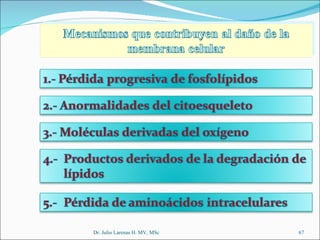 Dr. Julio Larenas H. MV, MSc 