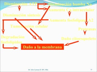Disminución ATP Disminución bomba Na Aumenta Ca intracelular Aumenta fosfolipasa A2 Proteasas Tumefacción celular Daño citoesqueleto Daño a la membrana Disminución síntesis Degradación fosfolípidos Dr. Julio Larenas H. MV, MSc 