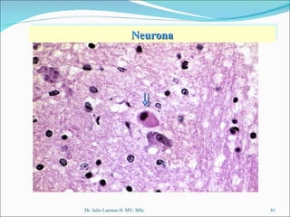 Dr. Julio Larenas H. MV, MSc Neurona 