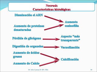 Dr. Julio Larenas H. MV, MSc Necrosis Características histológicas 