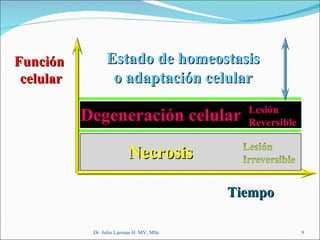 Dr. Julio Larenas H. MV, MSc Estado de homeostasis o adaptación celular Lesión  Reversible Necrosis Función  celular Tiempo Degeneración celular 