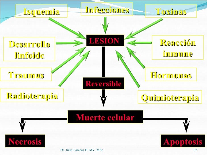 Clase LesióN Celular Slideshare