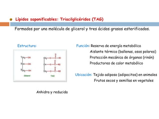 Lípidos saponificables: Triacilglicéridos (TAG) 
Estructura: Función: Reserva de energía metabólica 
Aislante térmico (ballenas, osos polares) 
Protección mecánica de órganos (rinón) 
Productores de calor metabólico 
Ubicación: Tejido adiposo (adipocitos) en animales 
Frutos secos y semillas en vegetales 
Anhidra y reducida 
F 
Formados por una molécula de glicerol y tres ácidos grasos esterificados.  