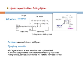 Lípidos saponificables: Esfingolípidos 
Estructura: 
anfipática 
fosfocolina 
ceramida 
No polar 
Polar 
(esfingosina + ácido graso) 
Funciones: reconocimientos biológicos 
Ejemplos y ubicación: 
•Esfingomielina es el más abundante en tejido animal 
•Cerebrósidos presente en membranas animales y vegetales 
•Gangliósidos, células ganglionares del sistema nervioso central  