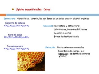 Lípidos saponificables: Ceras 
Estructura: hidrofóbica, constituída por éster de un ácido graso + alcohol orgánico 
Funciones: Protectora y estructural 
Lubricantes, impermeabilizantes 
Repelen insectos 
Evitan la deshidratación 
Ubicación: Parte externa en animales 
Superficie de cuerpo, piel 
y plumas 
CH3(CH2)14CO2(CH2)15CH3 
CH3(CH2)24CO2(CH2)29CH3 
CH3(CH2)30CO2(CH2)33CH3 
Esperma de ballena 
Cera de abeja 
Cera de carnuba 
Vegetales, epidermis de frutos 
y tallos 
 