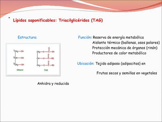 Lípidos saponificables: Triacilglicéridos (TAG)   Estructura:  Función : Reserva de energía metabólica Aislante térmico (ballenas, osos polares) Protección mecánica de órganos (rinón) Productores de calor metabólico Ubicación:  Tejido adiposo (adipocitos) en animales Frutos secos y semillas en vegetales Anhidra y reducida 