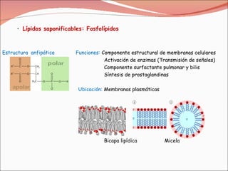 Lípidos saponificables: Fosfolípidos   Estructura  anfipática  Funciones:  Componente estructural de membranas celulares Activación de enzimas (Transmisión de  señales) Componente surfactante pulmonar y bilis Síntesis de prostaglandinas Ubicación:  Membranas plasmáticas Bicapa lipídica  Micela  