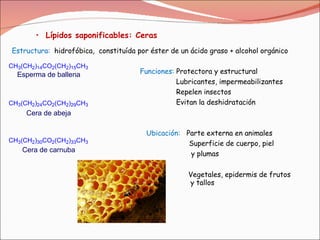 Lípidos saponificables: Ceras   Estructura:   hidrofóbica,  constituída por éster de un ácido graso + alcohol orgánico Funciones:  Protectora y estructural Lubricantes, impermeabilizantes Repelen insectos Evitan la deshidratación Ubicación:  Parte externa en animales Superficie de cuerpo, piel  y plumas Vegetales, epidermis de frutos  y tallos Esperma de ballena Cera de abeja Cera de carnuba 
