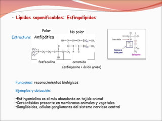 Lípidos saponificables: Esfingolípidos   Estructura: Anfipática  fosfocolina ceramida No polar Polar (esfingosina + ácido graso) Funciones:  reconocimientos biológicos  Ejemplos y ubicación: Esfingomielina es el más abundante en tejido animal Cerebrósidos presente en membranas animales y vegetales Gangliósidos, células ganglionares del sistema nervioso central 