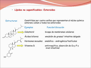 Lípidos no saponificables: Esteroides   Estructuras: Constitídos por cuatro anillos que representan al núcleo químico  esterano común a todos los esteroides  Ejemplos  Función/Ubicación Colesterol  bicapa de membranas celulares Ácidos biliares  emulsión de grasas/ intestino delgado Hormonas sexuales  anabólica - androgénica/testículos Vitamina D  antirraquítica, absorción de Ca y P a  nivel intestinal 