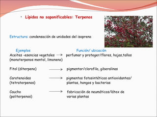 Estructura:  condensación de unidades del isopreno Ejemplos  Función/ ubicación Aceites -esencias vegetales  perfumar y proteger/flores, hojas,tallos (monoterpenos mentol, limoneno) Fitol (diterpeno)  pigmentar/clorofila, giberalinas Carotenoides  pigmentos fotosintéticos antioxidantes/ (tetraterpenos)  plantas, hongos y bacterias Caucho  fabricación de neumáticos/látex de  (politerpenos)  varias plantas Lípidos no saponificables: Terpenos   