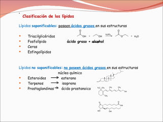 Lípidos  saponificables:   poseen  ácidos grasos   en sus estructuras Triacilglicéridos  Fosfolípido  ácido graso + alcohol Ceras Esfingolípidos Lípidos  no saponificables:   no poseen ácidos grasos   en sus estructuras núcleo químico Esteroides  esterano Terpenos  isopreno Prostaglandinas  ácido prostanoico  Clasificación de los lípidos   