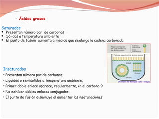 Ácidos grasos  Saturados Presentan número par  de carbonos  Sólidos a temperatura ambiente El punto de fusión  aumenta a medida que se alarga la cadena carbonada Insaturados Presentan número par de carbonos,  Líquidos o semisólidos a temperatura ambiente,  Primer doble enlace aparece, regularmente, en el carbono 9  No exhiben dobles enlaces conjugados,  El punto de fusión disminuye al aumentar las insaturaciones  