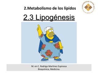 2.Metabolismo de los lípidos

2.3 Lipogénesis




    M. en C. Rodrigo Martínez Espinosa
          Bioquímica, Medicina.
 
