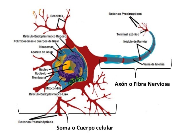 Anatomía Sn