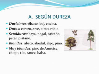 A. SEGÚN DUREZA
 Durísimas: ébano, boj, encina.
 Duras: cerezo, arce, olmo, roble
 Semiduras: haya, nogal, castaño,
peral, plátano.
 Blandas: abeto, abedul, alijo, pino.
 Muy blandas: pino de América,
chopo, tilo, sauce, balsa.
 