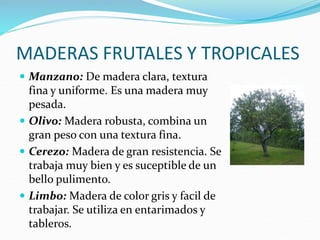 MADERAS FRUTALES Y TROPICALES
 Manzano: De madera clara, textura
fina y uniforme. Es una madera muy
pesada.
 Olivo: Madera robusta, combina un
gran peso con una textura fina.
 Cerezo: Madera de gran resistencia. Se
trabaja muy bien y es suceptible de un
bello pulimento.
 Limbo: Madera de color gris y facil de
trabajar. Se utiliza en entarimados y
tableros.
 