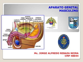 APARATO GENITAL
              MASCULINO




Mc. JORGE ALFREDO REBAZA NEIRA
                     CMP 48044
 