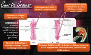 A medida q crece el embrión se proyecta la región de la cola SOBRE MEMBRANA CLOACALLa parte caudal se dilata para formar la cloaca (primordio de vejiga urinaria y recto)Sitio futuro del anoAntes del plegamiento embrionario la estria primitiva se encuentra craneal a la membrana cloacal.Durante el plegamiento se incorpora parte de la capa germinal endodérmicaResulta del crecimiento de la parte distal del tubo neuralIntestino caudalPrimordio del colon descendente
