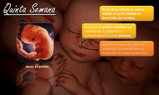 capa ectodérmicase originará…El sistema nervioso central y periféricoórganos sensoriales, piel, pelo, uñasGlándulas subcutáneas, hipófisisrevestimiento epitelial de otros órganos. Esmalte dental