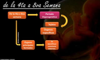Organogenesis (Embriología) | PPSX