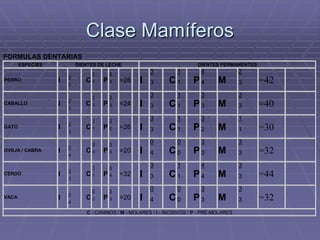 Clase Mamíferos
FORMULAS DENTARIAS
ESPECIES DIENTES DE LECHE DIENTES PERMANENTES
PERRO I
3
3
C
1
1 P
3
3 =28 I
3
3 C
1
1 P
4
4 M
2
3 =42
CABALLO I
3
3
C
1
1 P
3
3 =24 I
3
3 C
1
1 P
3
3 M
3
3 =40
GATO I
3
3
C
1
1 P
3
2 =26 I
3
3 C
1
1 P
3
2 M
1
1 =30
OVEJA / CABRA I
0
4
C
0
0 P
3
3 =20 I
0
4 C
0
0 P
3
3 M
3
3 =32
CERDO I
3
3
C
1
1 P
4
4 =32 I
3
3 C
1
1 P
4
4 M
3
3 =44
VACA I
0
4
C
0
0 P
3
3 =20 I
0
4 C
0
0 P
3
3 M
3
3 =32
C - CANINOS / M - MOLARES / I - INCISIVOS / P - PRÉ-MOLARES
 