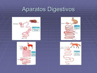 Aparatos Digestivos
 