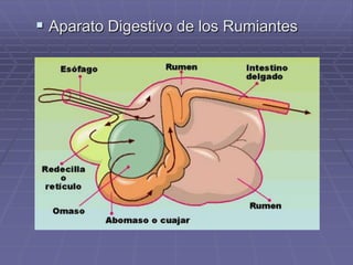  Aparato Digestivo de los Rumiantes
 