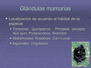 Glándulas mamarias
 Localización de acuerdo al hábitat de la
especie
 Torácicas: Quirópteros Primates (excepto
Aye aye), Proboscideos, Sirénidos
 Abdominales: Roedores, Carnívoros
 Inguinales: Ungulados
 