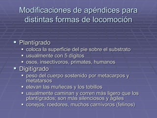 Modificaciones de apéndices para
distintas formas de locomoción
 Plantígrado
 coloca la superficie del pie sobre el substrato
 usualmente con 5 dígitos
 osos, insectívoros, primates, humanos
 Digitígrado
 peso del cuerpo sostenido por metacarpos y
metatarsos
 elevan las muñecas y los tobillos
 usualmente caminan y corren más ligero que los
plantígrados; son más silenciosos y ágiles
 conejos, roedores, muchos carnívoros (felinos)
 