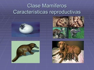 Clase Mamíferos
Características reproductivas
 