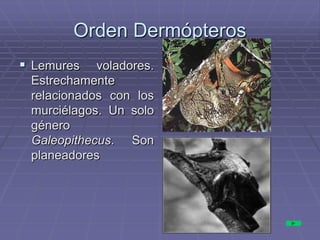 Orden Dermópteros
 Lemures voladores.
Estrechamente
relacionados con los
murciélagos. Un solo
género
Galeopithecus. Son
planeadores
 