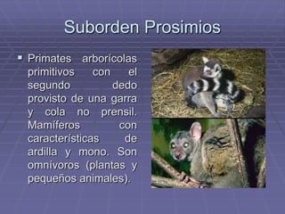 Suborden Prosimios
 Primates arborícolas
primitivos con el
segundo dedo
provisto de una garra
y cola no prensil.
Mamíferos con
características de
ardilla y mono. Son
omnívoros (plantas y
pequeños animales).
 