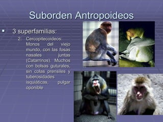 Suborden Antropoideos
 3 superfamilias:
2. Cercopitecoideos:
Monos del viejo
mundo, con las fosas
nasales juntas
(Catarrinos). Muchos
con bolsas guturales,
sin colas prensiles y
tuberosidades
isquiáticas, pulgar
oponible
 