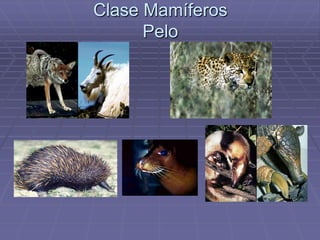 Clase Mamíferos
Pelo
 