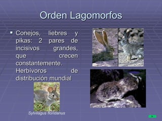 Orden Lagomorfos
 Conejos, liebres y
pikas: 2 pares de
incisivos grandes,
que crecen
constantemente.
Herbívoros de
distribución mundial
Sylvilagus floridanus
 