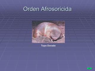 Orden Afrosoricida
Topo Dorado
 
