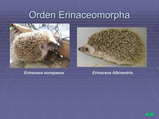 Orden Erinaceomorpha
Erinaceus europaeus Erinaceus Albiventris
 