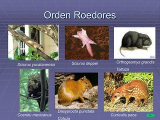 Orden Roedores
Sciurus yucatanensis Sciurus deppei Orthogeomys grandis
Taltuza
Coendu mexicanus
Dasyprocta punctata
Cotuza
Cuniculis paca
 