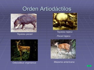 Orden Artiodáctilos
Tayassu pecari
Tayassu tajacu
Pecari tajacu
Odocoileus virginianus Mazama americana
 