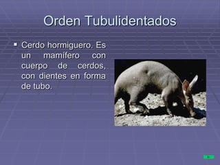 Orden Tubulidentados
 Cerdo hormiguero. Es
un mamífero con
cuerpo de cerdos,
con dientes en forma
de tubo.
 