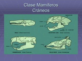 Clase Mamíferos
Cráneos
 