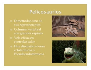 Dimetrodon uno de
sus represnetantes
Columna vertebral
con grandes espinas
Vela eficaz en
controlar calor
Hay discusión si eran
ectotermicos o
Pseudoendotérmicos
 