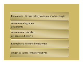 Endotermia : Genera calor y consume mucha energía


Aumento en ingestión
de alimento

Aumento en velocidad
del proceso digestivo


Reemplazo de dientes homodontos


Origen de varias formas evolutivas
 