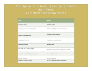 Réptil                                           Mamífero



Huesos con epífisis                              Huesos sin epífisis



Costillas presentes en todas las vértebras       Costillas libres limitadas a las vértebras torácicas




                                                 Escápula con espina escapular
Escápula sin espina escapular



Paladar óseo incompleto                          Paladar óseo secundario presente



Mandíbula compuesta                              Mandíbula simple



Oído medio con un oscículo (estribo)
                                                 Oído medio con tres oscículos (estribo, yunque, martillo)



Articulación mandibular (Cuadrado y articular)   Alta velocidad metabólica



Dentición homodonta                              Dentición heterodonta

Reemplazo continuo de dientes                    Dos juegos de dientes (deciduo y permanente)
 